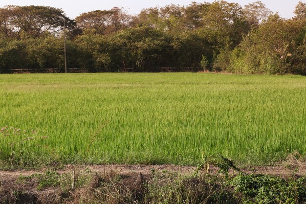 Abbellisca il giacimento del riso prima del tramonto abbia il tono arancione-chiaro alla Tailandia