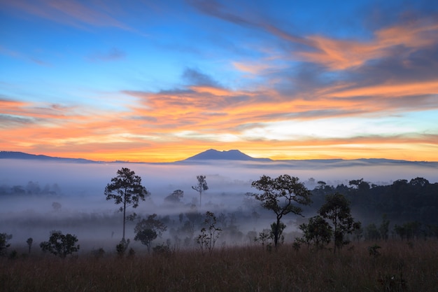 Abbellisca la nebbia nell&#39;alba di mattina al parco nazionale Phetchabun, Tailandia di Thung Salang Luang