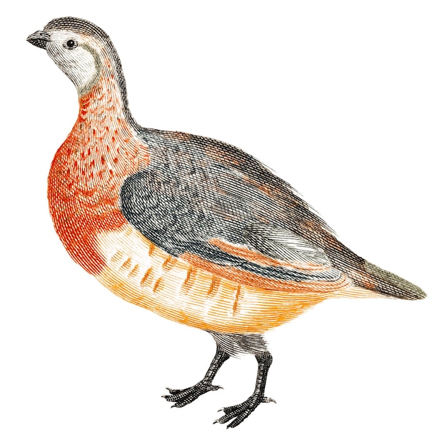 Abbonamento a uccello png di pernici disegnato a mano illustrazione vintage