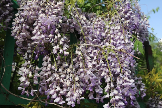 Abbondante fioritura di glicini in primavera