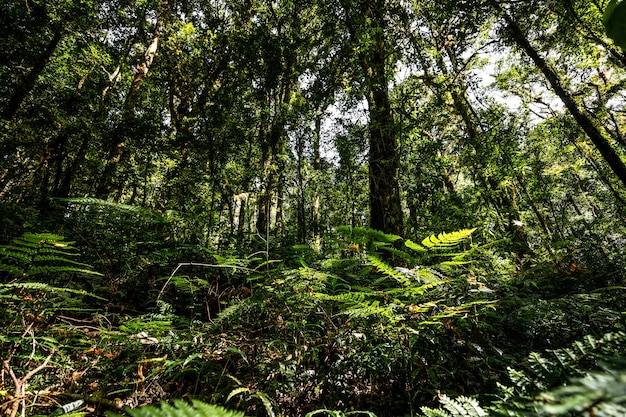 Abbondanza albero della foresta tropicale con foglie verdi in montagna.