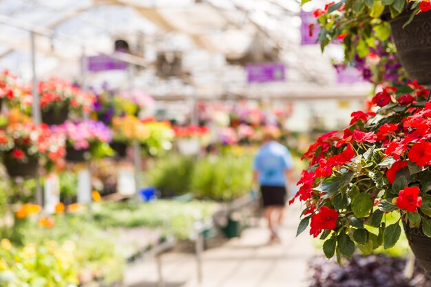 Abbondanza di fiori colorati al centro del giardino all'inizio dell'estate.