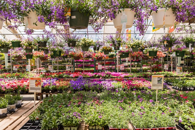 Abbondanza di fiori colorati al centro del giardino all'inizio dell'estate.