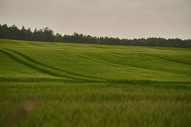 Abbracciando il paesaggio verde vibrante di un campo di erba rurale Paesaggio con campo di erba verde Paesaggio piacevole nell'area rurale