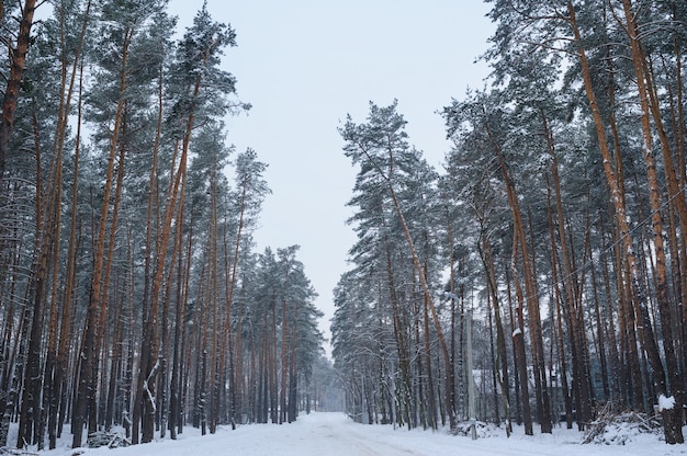 Abetaia di inverno con tempo del gelo e della neve