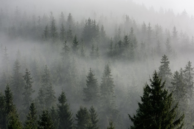 Abetaia fitta nella foschia di mattina. Foresta di pini nebbiosa.