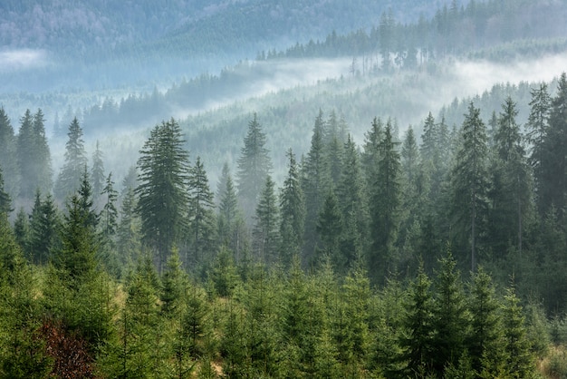 Abetaia fitta nella foschia di mattina. Foresta di pini nebbiosa.