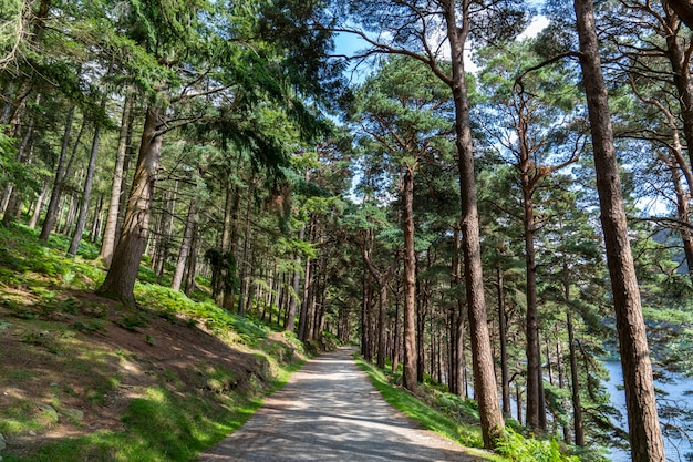 Abetaia sulla strada del lago nel lago superiore Glendalough.