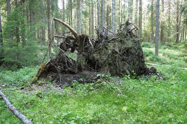 Abete caduto con radici sradicate dal terreno. Taiga, Carelia. Albero morto nella palude. foresta