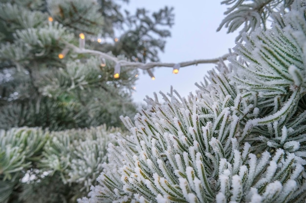 Abete con ghirlande di Natale e rami con lunghi aghi ricoperti di neve da vicino