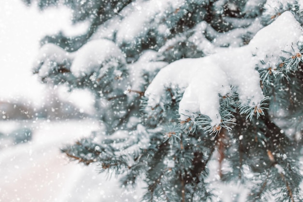 Abete con neve paesaggio invernale natale e capodanno sfondo con abete innevato