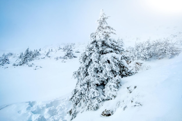 Abete coperto di grande quantità di neve invernale che cresce sulla montagna