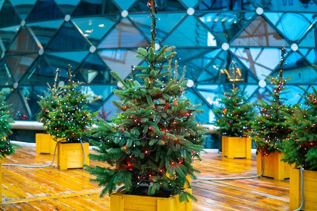 Abete di Natale e ghirlanda elettrica di lampadine