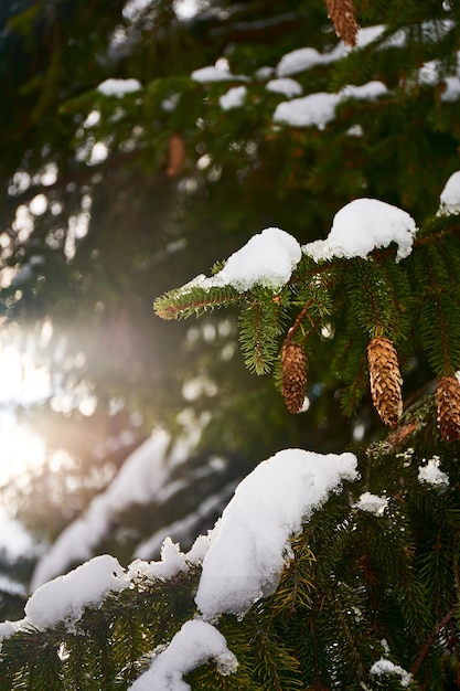 Abete e coni con neve e ghiaccio nella foresta selvaggia Sfondo natale naturale