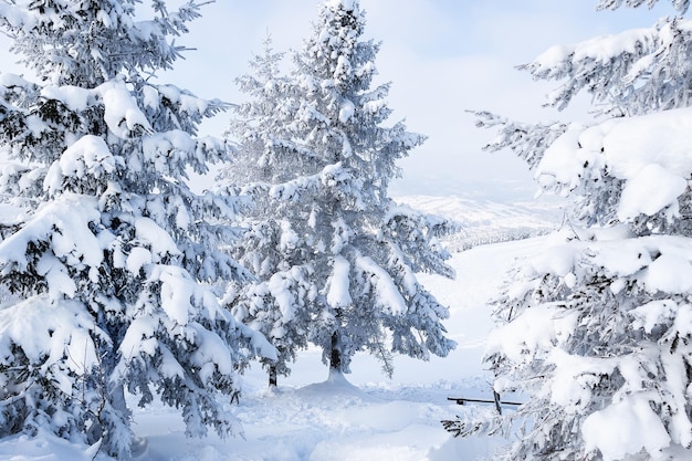 Abete in una foresta di montagna coperta di neve