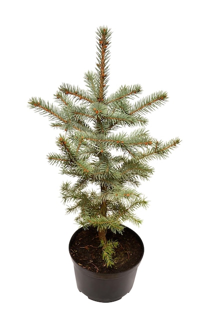 Abete picea pungens glauca globosa in vaso isolato su sfondo bianco. Conifere. Albero di Natale. Capodanno. Vista piana e dall'alto