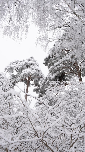 Abete pino nella neve