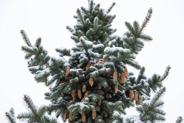 Abete rosso blu con coni, Picea pungens, rami coperti di neve.