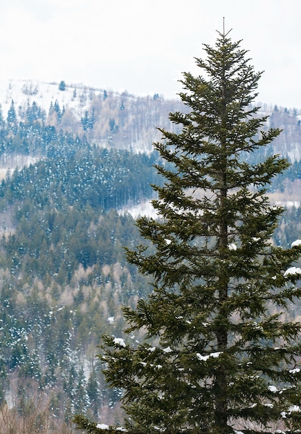 Abete rosso coperto di neve nella località turistica dell'Abetone in Italia.