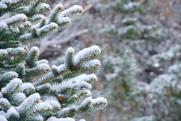 Abete rosso dei rami innevati della priorità bassa della foresta