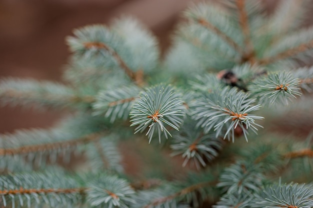 Abete rosso del Colorado ravvicinato che incornicia lo spazio aperto della copia con una nuova crescita primaverile e pigne