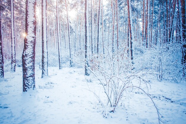 Abete rosso del pino dell'albero nell'inverno magico della foresta con neve che cade. Foresta di neve. Natale Inverno Capodanno sfondo scenario tremante.