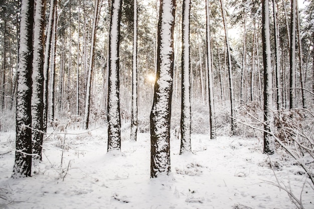 Abete rosso del pino dell'albero nell'inverno magico della foresta con neve che cade. Foresta di neve. Natale Inverno Capodanno sfondo scenario tremante.