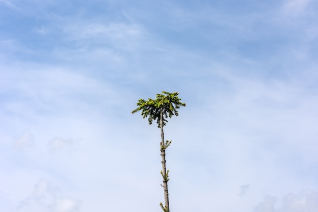 Abete rosso solitario