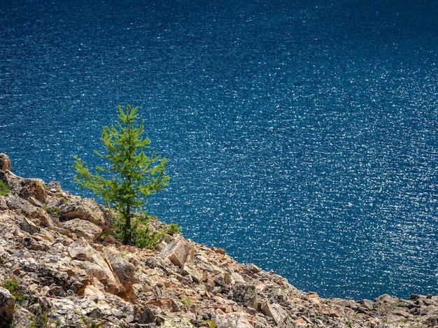 Abete solitario contro il lago di montagna. Atmosferico paesaggio alpino con conifere vicino al lago di montagna turchese.