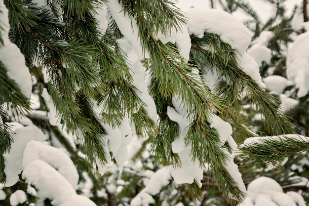 Abete verde cosparso di neve fitta