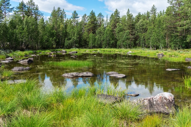 Abete verde su un lago blu con rocce, Svezia