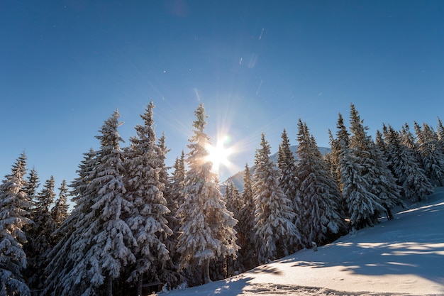 Abeti coperti di neve e gelo sul pendio di montagna