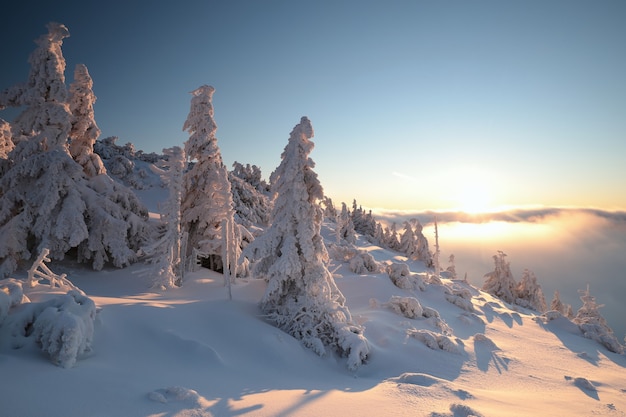 Abeti coperti di neve sulla cima della montagna al tramonto