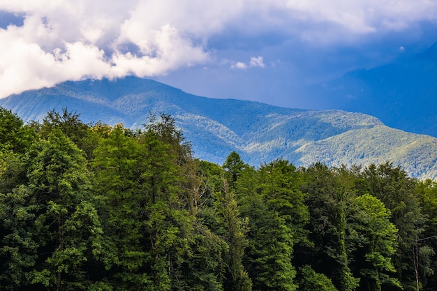 Abeti del paesaggio montano e sfondo naturale estivo delle montagne blu