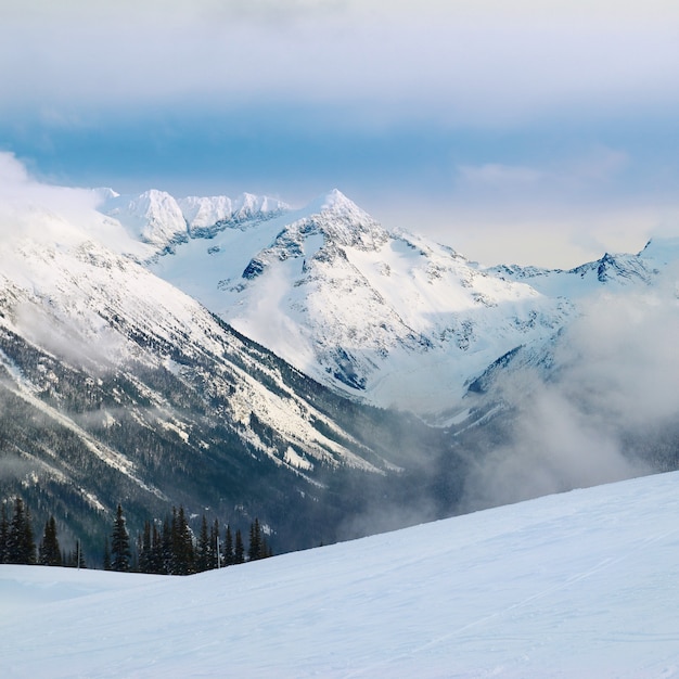 Abeti di inverno nelle montagne coperte di neve fresca