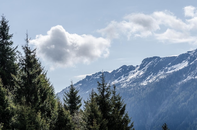 Abeti e montagne