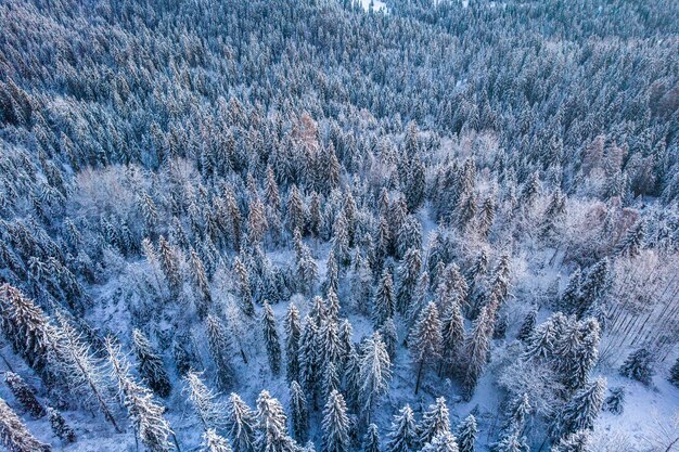 Abeti innevati a vista aerea del drone invernale