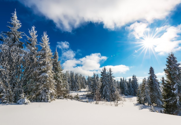 Abeti innevati alti e slanciati crescono su una collina