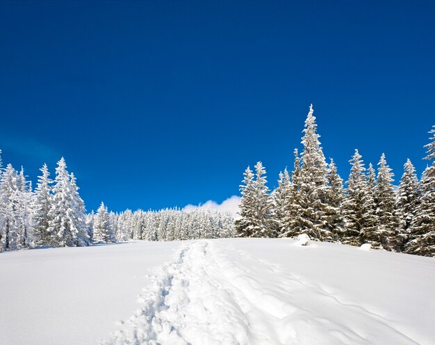 Abeti innevati di inverno sul fianco di una montagna sul cielo blu