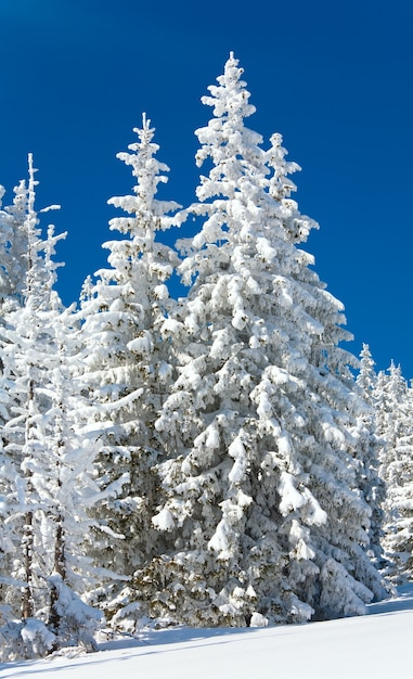 Abeti innevati di inverno sul fianco di una montagna sul cielo blu