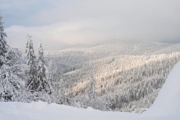 Abeti innevati di inverno sulle montagne su cielo blu con il sole