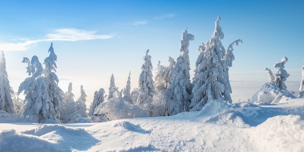 Abeti innevati di inverno sulle montagne su cielo blu con il sole