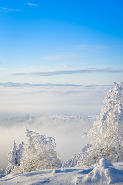 Abeti innevati di inverno sulle montagne su cielo blu con il sole