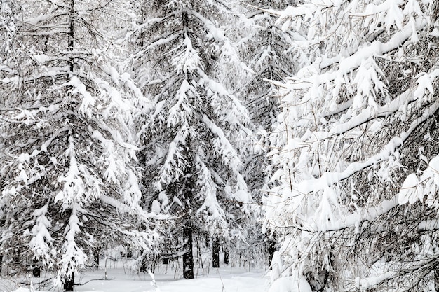 Abeti innevati e larici nella foresta invernale