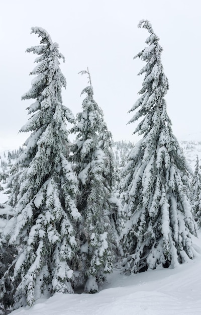 Abeti innevati ghiacciati sulla collina della montagna d'inverno (Carpazi).