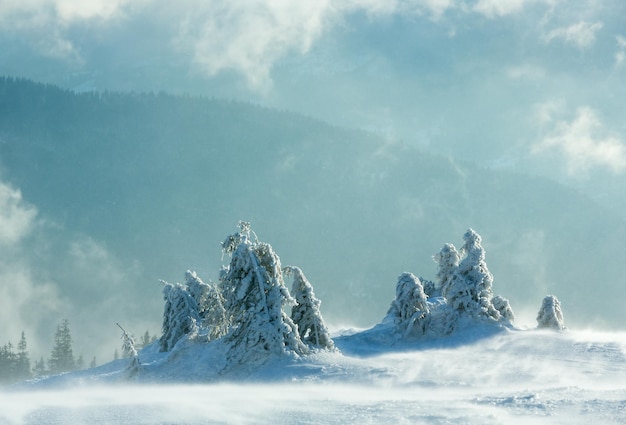 Abeti innevati ghiacciati sulla collina di mattina d'inverno in tempo nuvoloso (Carpazi).