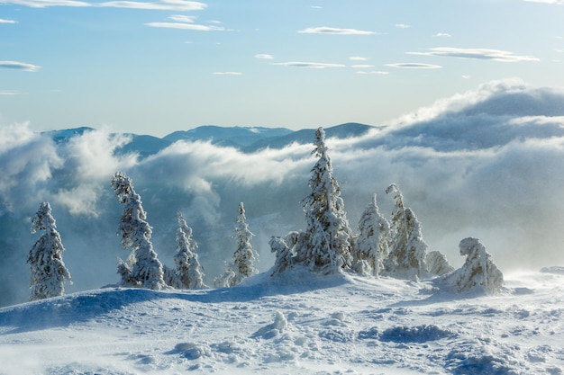 Abeti innevati ghiacciati sulla collina di mattina d'inverno in tempo nuvoloso (Carpazi).