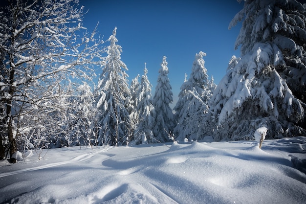 Abeti innevati nei boschi in inverno