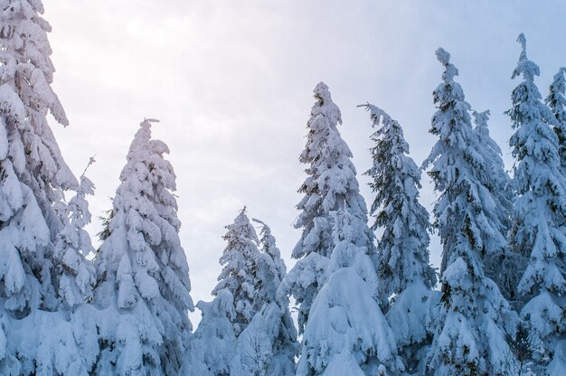 Abeti innevati nei boschi in inverno