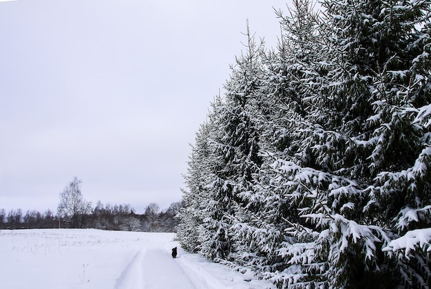 Abeti innevati nel giorno di inverno freddo. Natura stagionale nell'Europa dell'Est.